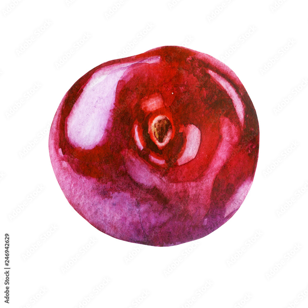 Fototapeta premium Watercolor illustration. Cherry berry.