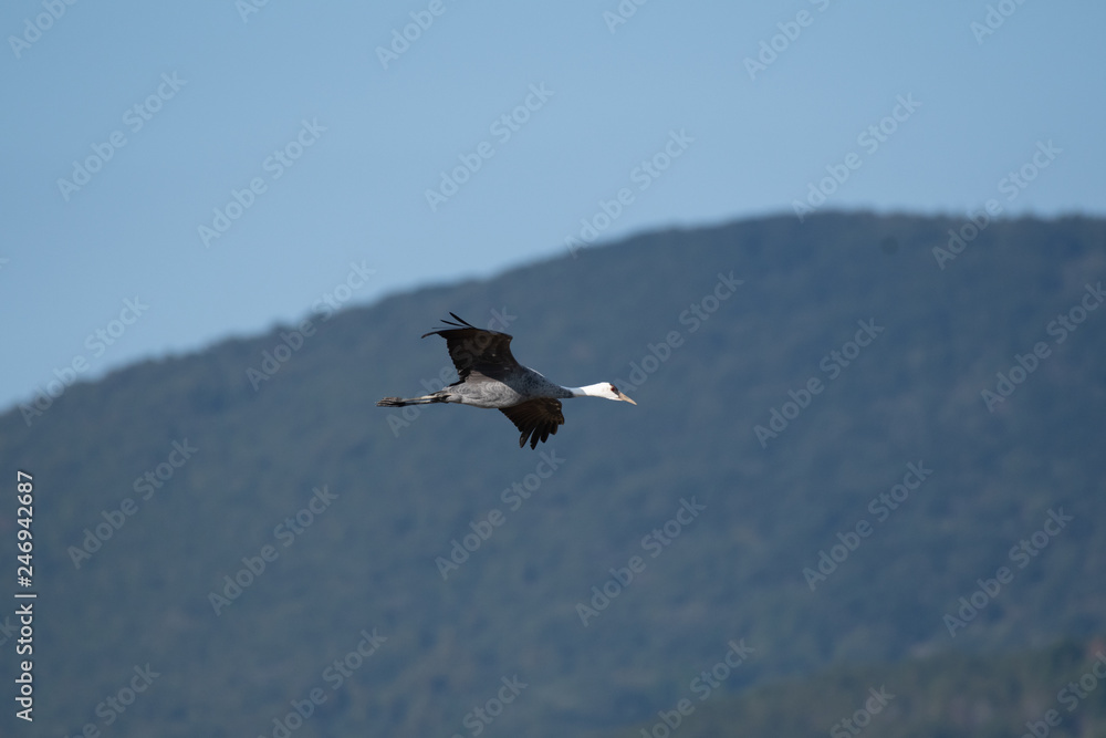 Hooded crane flying in Izumi city, Kagoshima prefecture, Japan Hooded crane flying in Izumi city, Kagoshima prefecture, Japan