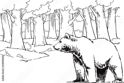 big bear at the forest