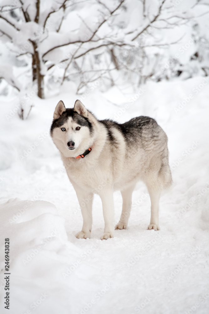 Husky dog standing full size on winter outdoor background