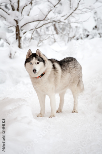 Husky dog standing full size on winter outdoor background © Sofia