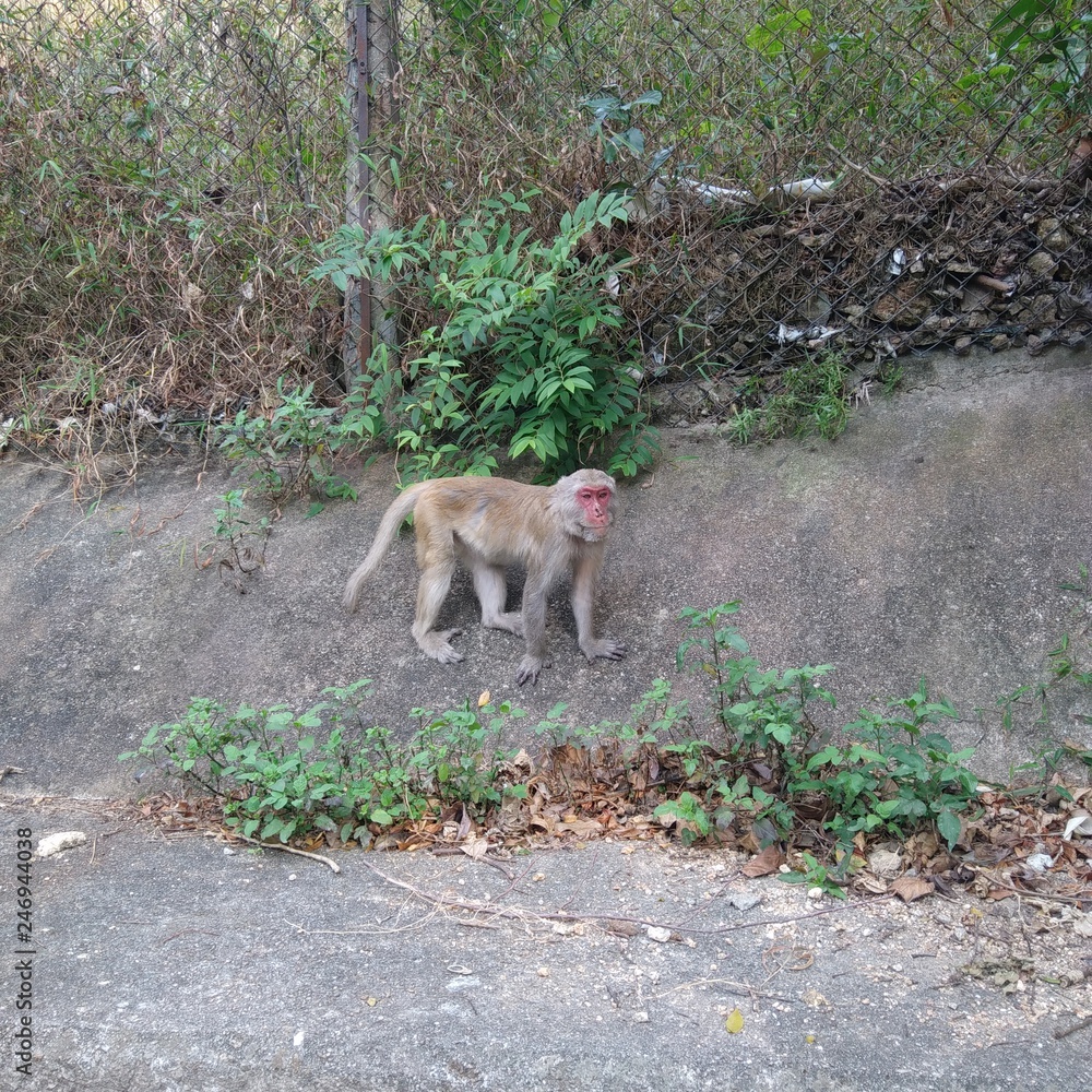 Rhesus Macaque (Macaca Mulatta) living in Hong Kong Shing Mun Country Parks Rhesus Macaque (Macaca Mulatta) living in Hong Kong Shing Mun Country Parks