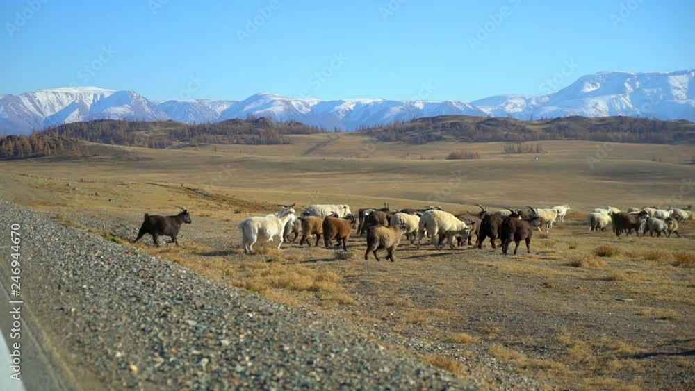 Large flock of sheep moving, running in mountains landscape. pasture, rural, meat, wool, lamb, agriculture, village, natural. Sheep graze in pasture. Flock of sheep grazing in meadow, A lot of sheep Large flock of sheep moving, running in mountains landscape. pasture, rural, meat, wool, lamb, agriculture, village, natural. Sheep graze in pasture. Flock of sheep grazing in meadow, A lot of sheep