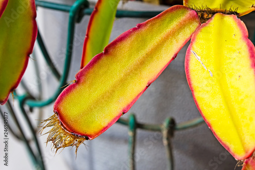 Wet red and yellow leaf of Easter Cactus photo