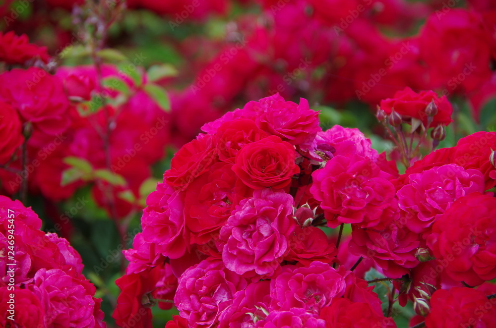 Rosa Eutin Rosa Eutin
