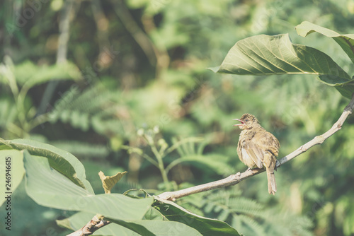 Bird (Streak-eared bulbul) on tree in nature wild photo