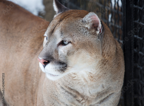 Cougar, or mountain lion. This is a predator of the cat family. Puma is a skilled hunter. It can jump to a height of more than 6 meters. Puma also runs very fast and can easily climb trees.