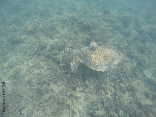 Beautiful underwater turtle 