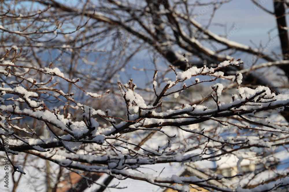 雪景色 雪景色