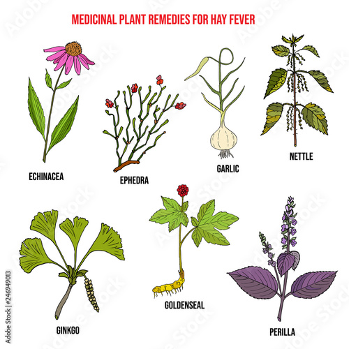 Best herbal remedies for hay fever
