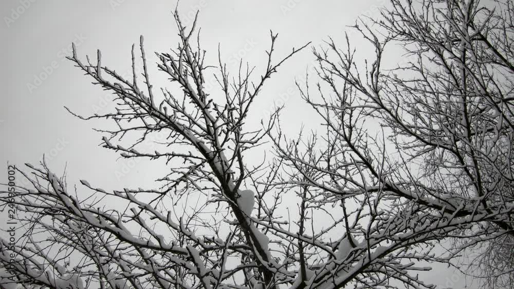 Timelapse bare trees in winter. Dry branches and gray sky. Timelapse bare trees in winter. Dry branches and gray sky.