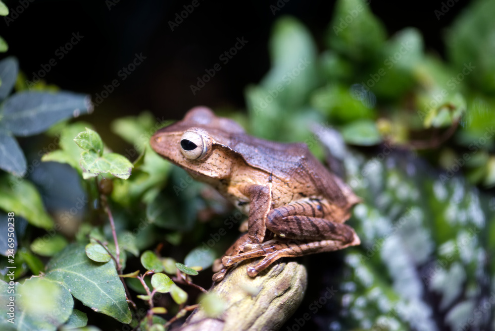 Obraz premium Frosch