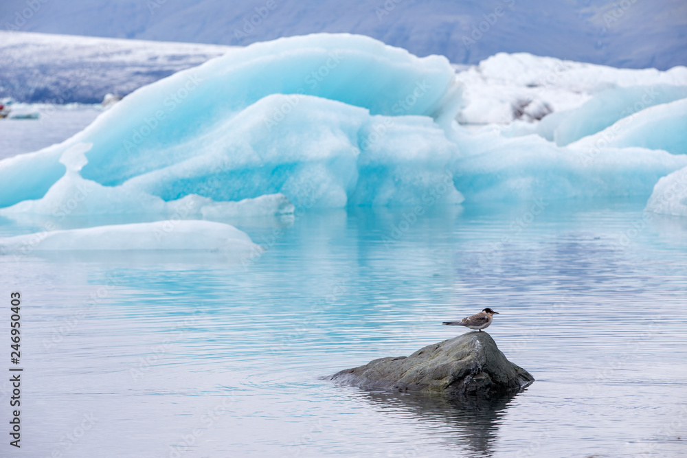 Fototapeta premium Gletscherlagune Jökulsarlon auf Islands