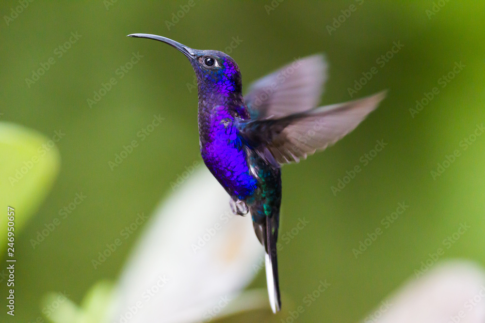 Obraz premium Hummingbird, Colibri thalassinus, beautiful green blue hummingbird from Central America hovering in front of flower background in cloud rainforests, Costa Rica.