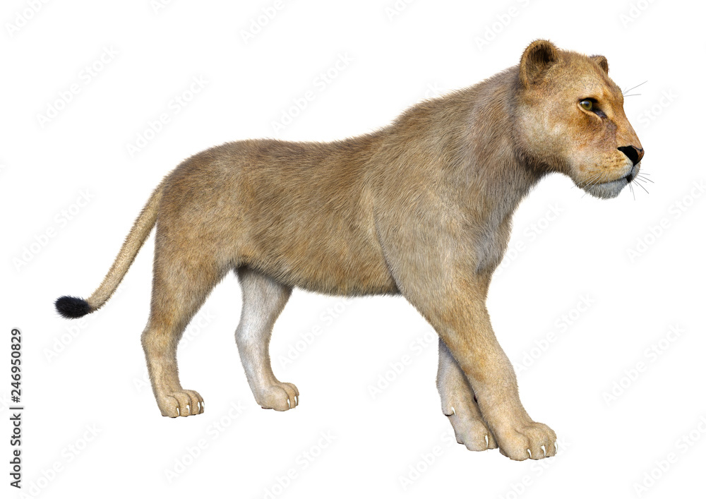 Obraz premium 3D Rendering Female Lion on White