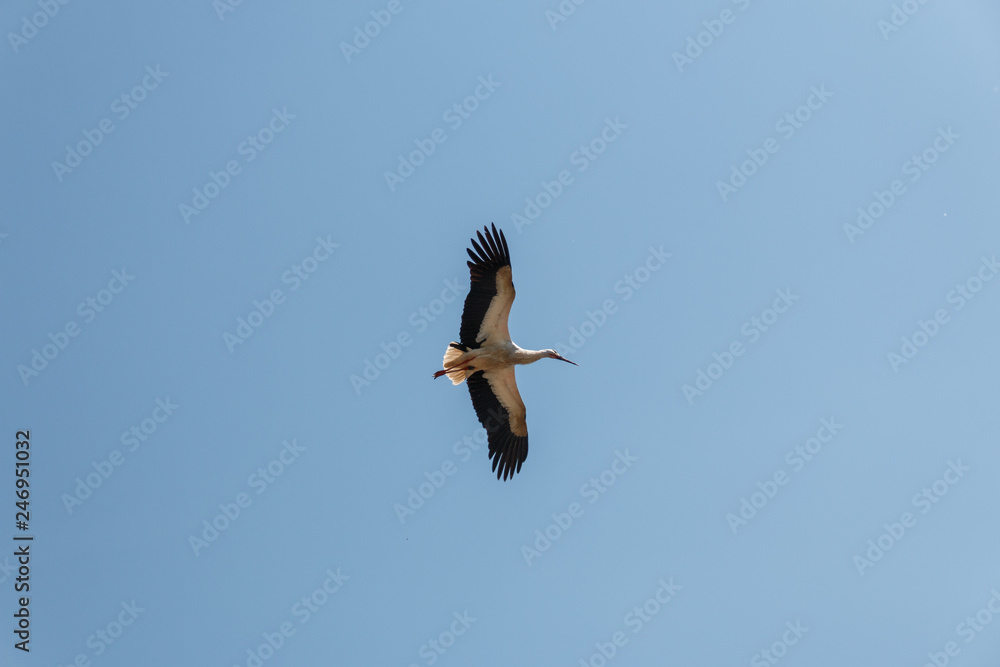 Fototapeta premium Fliegender Storch