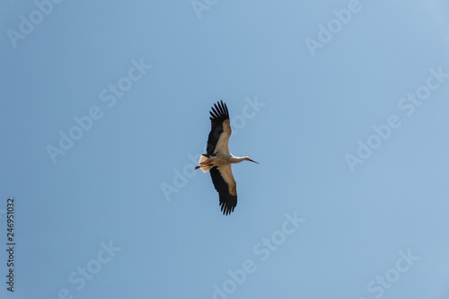 Fliegender Storch © Stephan
