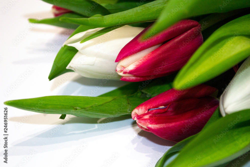 Closeup red and white tulip buttons on white background. Concept of gift, freshness, Valentine's day, International Women's day, Mother's day, floristics. Closeup red and white tulip buttons on white background. Concept of gift, freshness, Valentine's day, International Women's day, Mother's day, floristics.