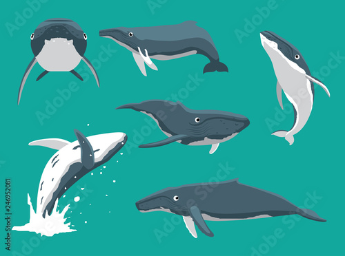 Whale Humpback Various Poses Cartoon Cute Vector