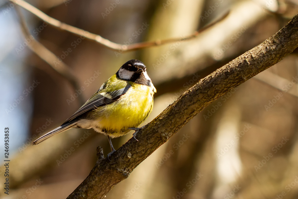 Fototapeta premium Kohlmeise 