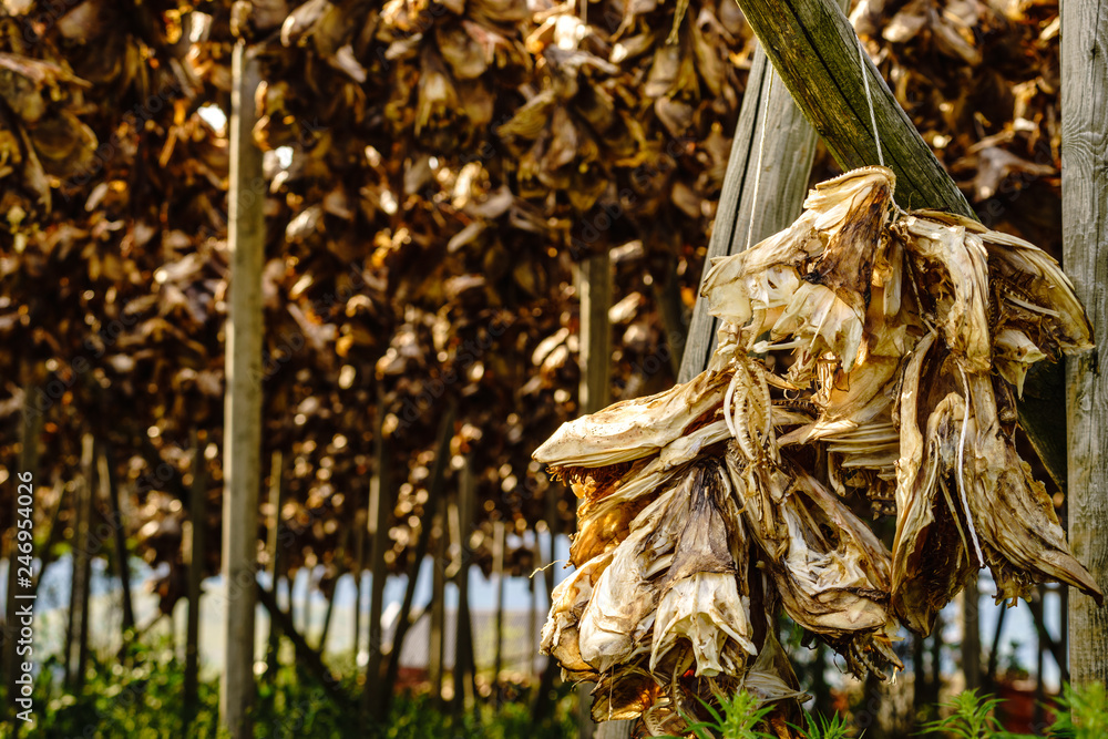 Cod stockfish drying on racks, Lofoten islands Norway Cod stockfish drying on racks, Lofoten islands Norway