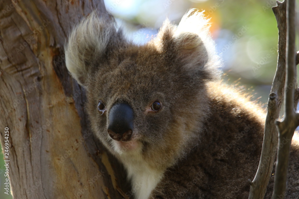Obraz premium Koala a wonderful animal photographed in southern australia in natural environment