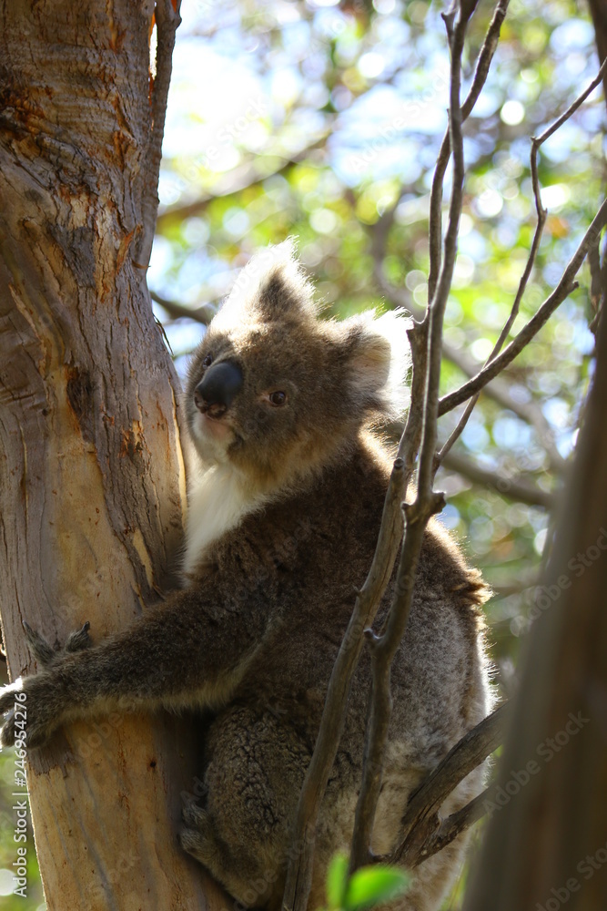 Fototapeta premium Koala a wonderful animal photographed in southern australia in natural environment