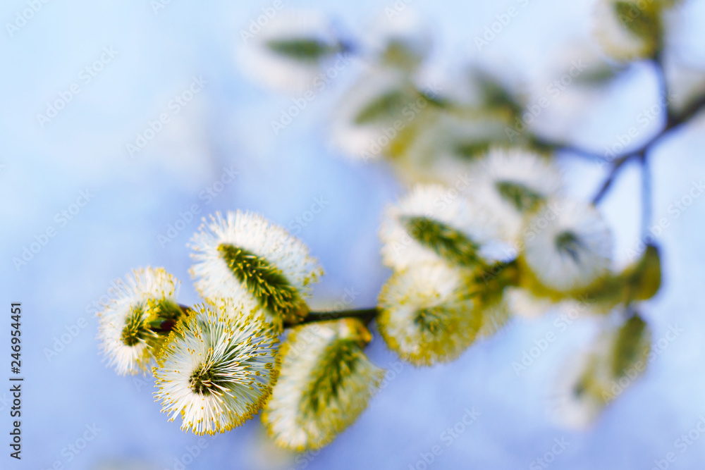 Beautiful pussy willow flowers branches. Beautiful spring flowering branches of willow. Flowering pussy willow on natural blurred background, macro. Amazing delicate artistic image nature in spring Beautiful pussy willow flowers branches. Beautiful spring flowering branches of willow. Flowering pussy willow on natural blurred background, macro. Amazing delicate artistic image nature in spring
