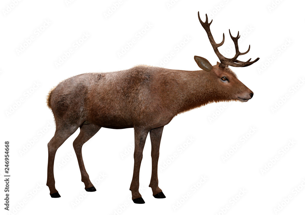 Obraz 3D Rendering Male Deer on White