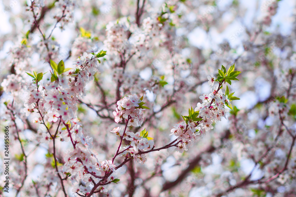 Branches of blossoming cherry macro with soft focus. Beautiful floral image of spring nature. Easter Sunny day. Blooming tree with pink flowers in spring. The branches of a blossoming tree. Blurring