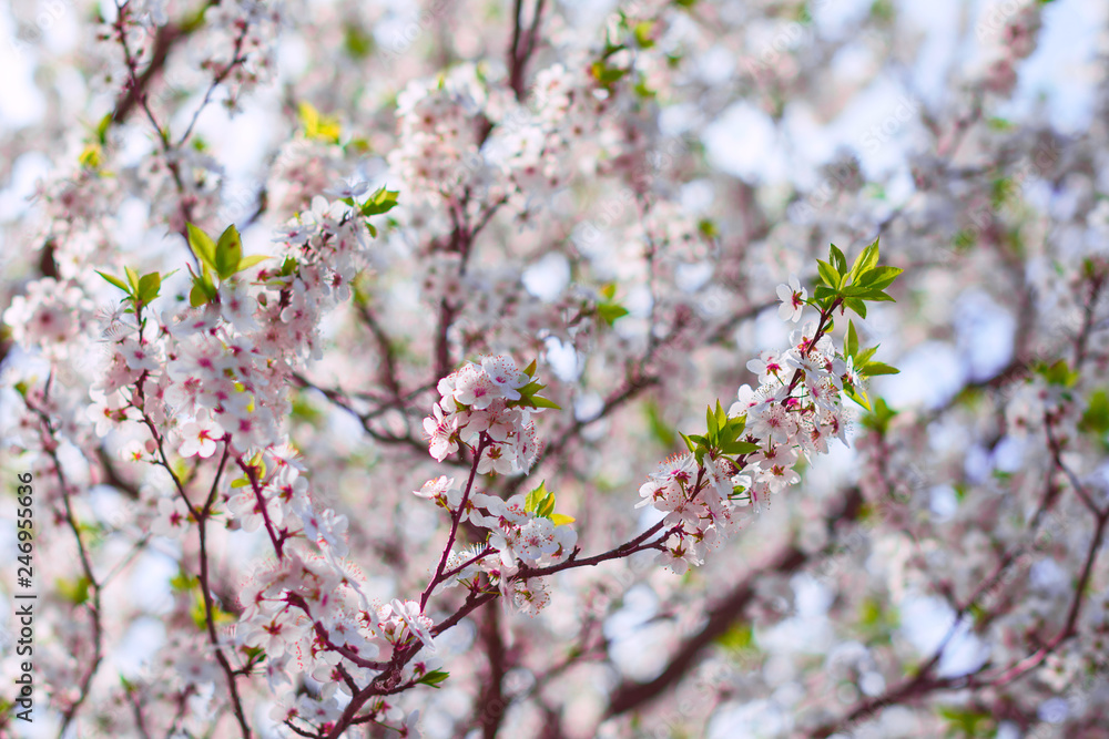 Branches of blossoming cherry macro with soft focus. Beautiful floral image of spring nature. Easter Sunny day. Blooming tree with pink flowers in spring. The branches of a blossoming tree. Blurring Branches of blossoming cherry macro with soft focus. Beautiful floral image of spring nature. Easter Sunny day. Blooming tree with pink flowers in spring. The branches of a blossoming tree. Blurring
