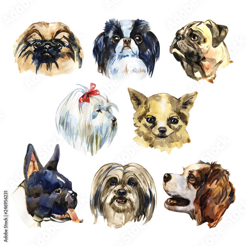 Fototapeta Naklejka Na Ścianę i Meble -  Portrait cute dog set isolated. Watercolor hand-drawn illustration. Popular decorative dog breeds. Greeting card design.