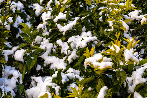 The first snowfall