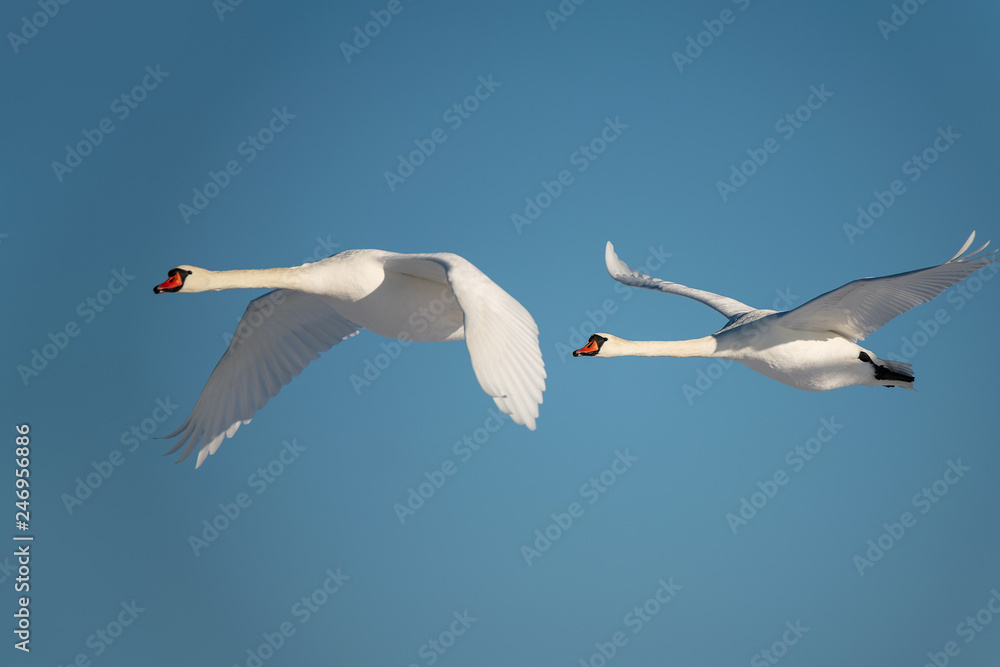 Obraz premium Swans in flight.