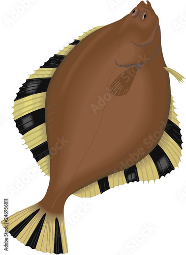 Starry Flounder Vector Illustration photo