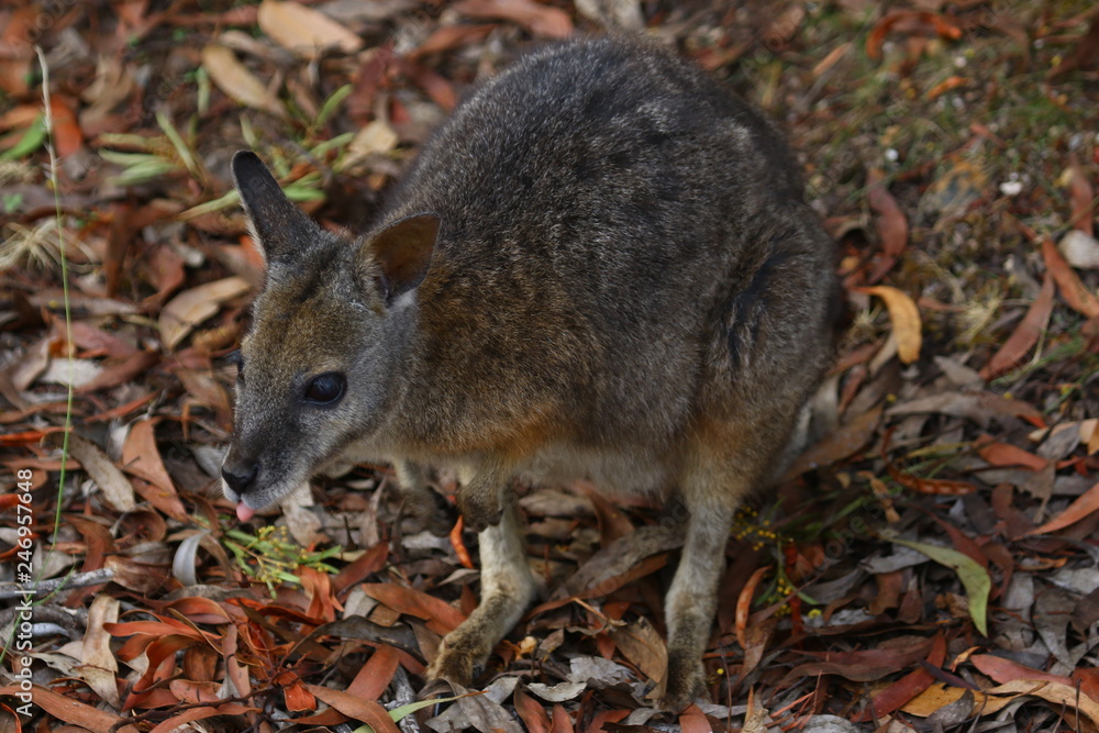 kangaroo and wallaby are fantastic animals in australia photographed on kangaroo island in natural environment