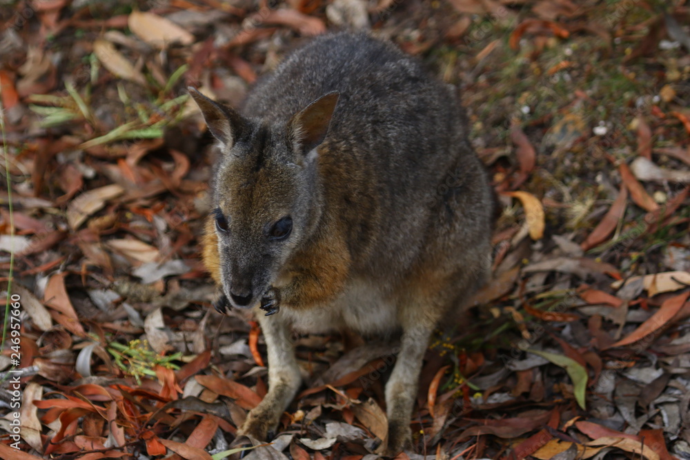 Obraz premium kangaroo and wallaby are fantastic animals in australia photographed on kangaroo island in natural environment
