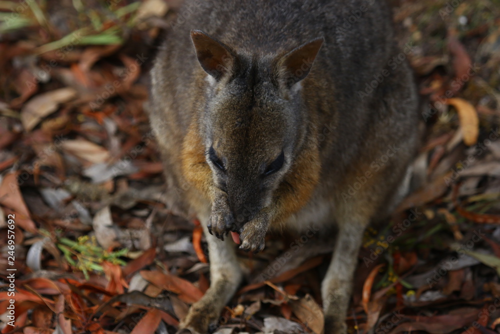 kangaroo and wallaby are fantastic animals in australia photographed on kangaroo island in natural environment kangaroo and wallaby are fantastic animals in australia photographed on kangaroo island in natural environment