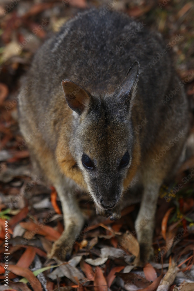 Naklejka premium kangaroo and wallaby are fantastic animals in australia photographed on kangaroo island in natural environment