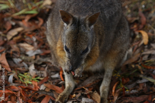 kangaroo and wallaby are fantastic animals in australia photographed on kangaroo island in natural environment © Global View