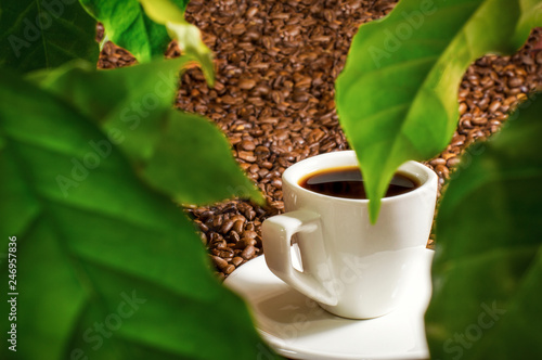 A view of a cup of coffee over green leaves of a coffee plant. White cup on coffee beans. Side view. photo