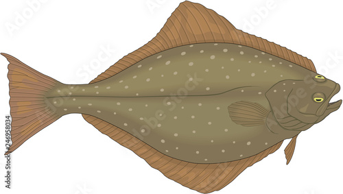 Halibut Flatfish Vector Illustration photo