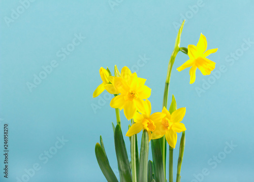 Fototapeta Naklejka Na Ścianę i Meble -  Yellow daffodils flowers over blue background