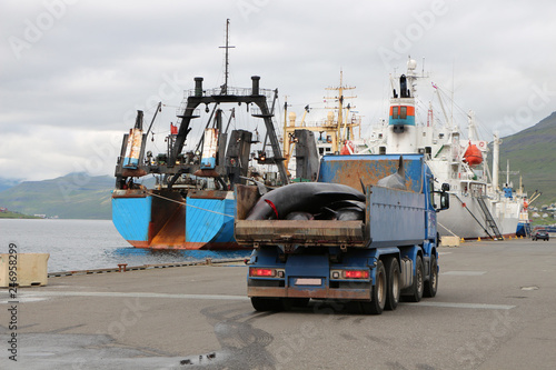 truck unloads dead black dolphins new on the moorage wet pavement Runavik,Faroe Islands.