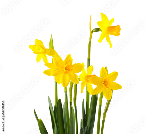 Daffodils flowers over white background
