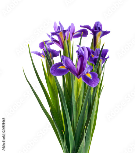 Iris flowers over white background