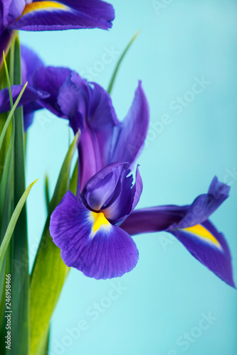 Fototapeta Naklejka Na Ścianę i Meble -  Iris flower close up