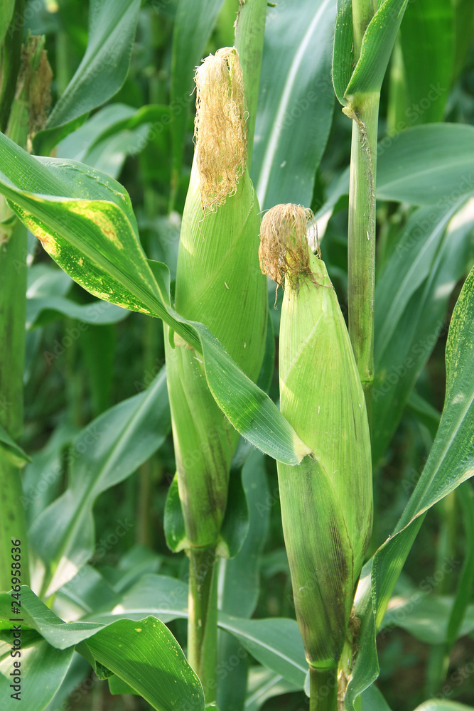 Corn farm. corn field with corn flower blooming Corn farm. corn field with corn flower blooming