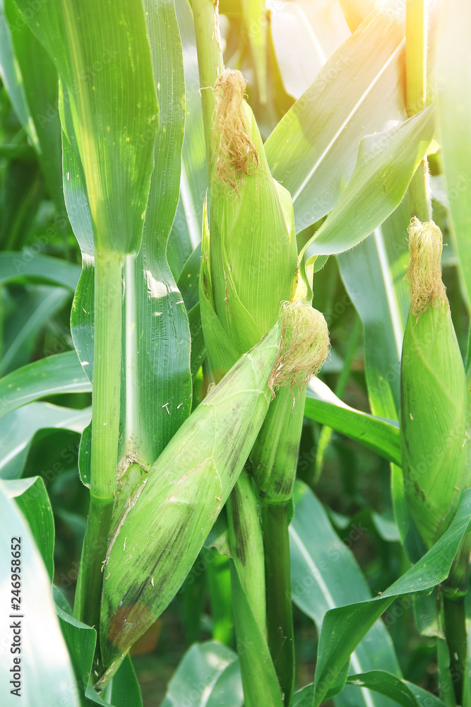 Corn farm. corn field with corn flower blooming Corn farm. corn field with corn flower blooming