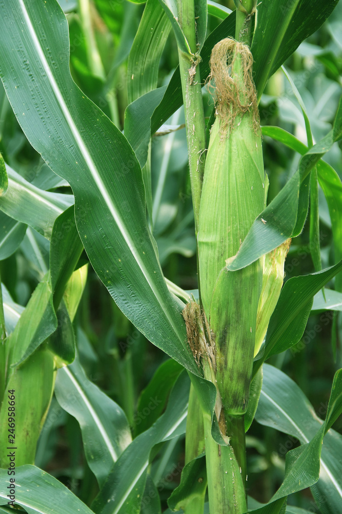 Corn farm. corn field with corn flower blooming Corn farm. corn field with corn flower blooming